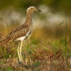 Dytik dvoupruhy - Burhinus bistriatus - Double-striped Thick-knee 3318